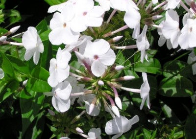 Phlox maculata Minnie Pearl