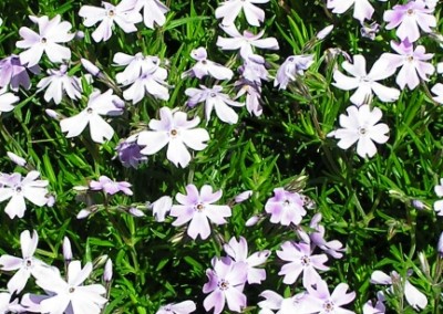 Phlox subulata Emerald Blue