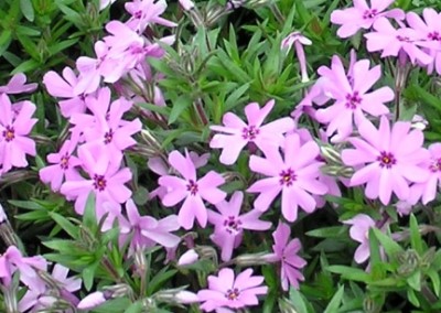 Phlox subulata Fort Hill