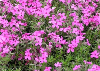 Phlox subulata Red Wings