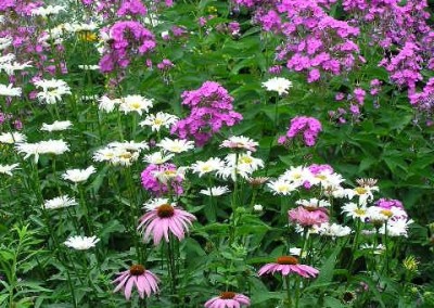 Phlox with Leucanthemum