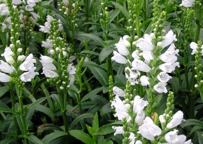 Physostegia Miss Manners