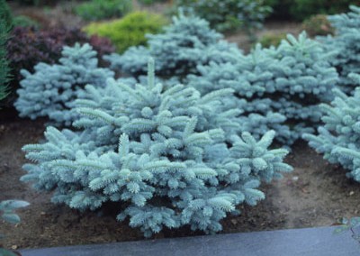 Picea pungens