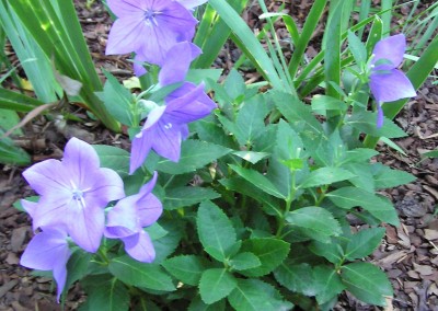 Platycodon Sentimental Blue