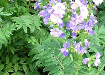 Polemonium Heavenly Habit