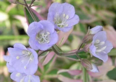 Polemonium