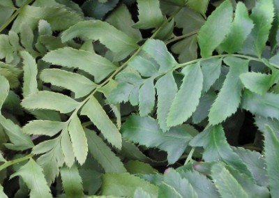 Polystichum acrostichoides