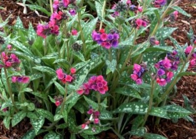 Pulmonaria Raspberry Splash