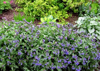 Pulmonaria Trevi Fountain