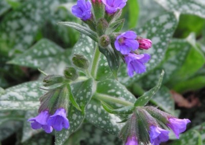 Pulmonaria Trevi Fountain