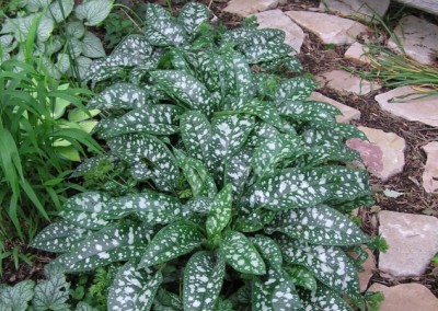 Pulmonaria Trevi Fountain