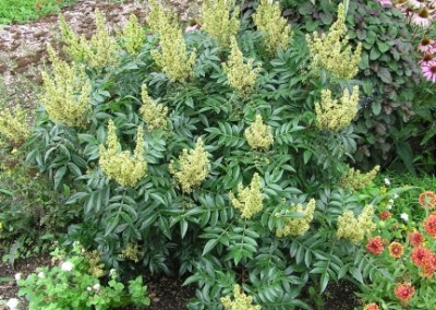 Rhus Prairie Flame