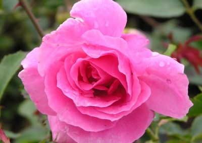 Rosa Carefree Beauty