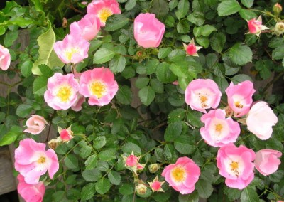 Rosa Carefree Delight