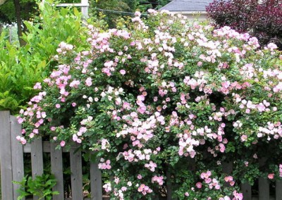 Rosa Carefree Delight