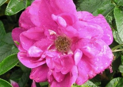 Rosa Dwarf Pavement