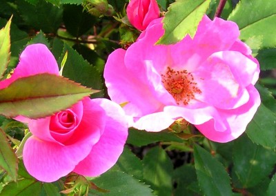 Rosa Pink Knock Out