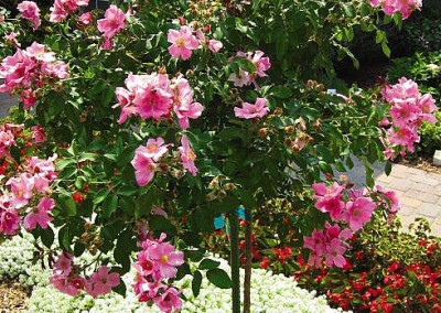 Rosa Polar Joy Tree