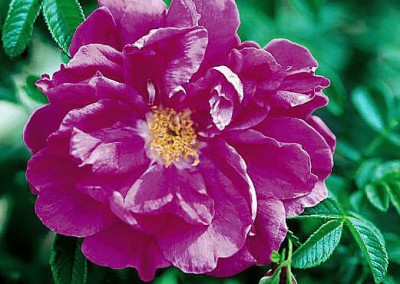 Rosa Purple Pavement