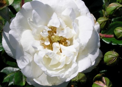 Rosa White Dawn