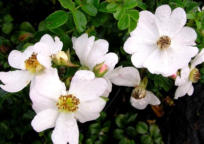 Rosa White Drift