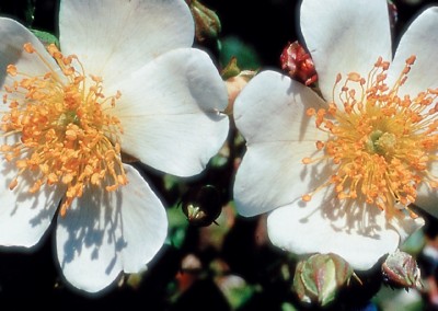 Rosa White Drift