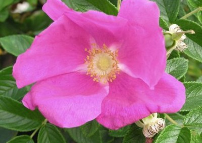 Rosa Wildberry Breeze