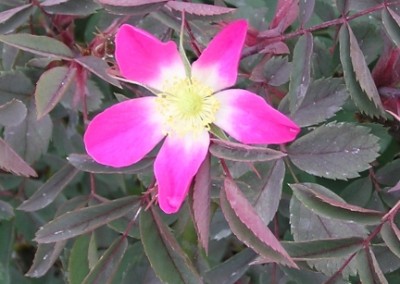 Rosa glauca