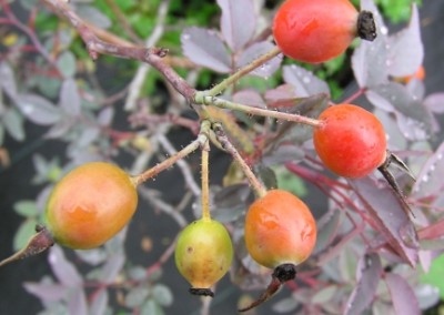 Rosa glauca Hips