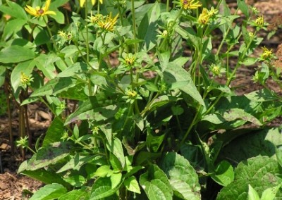 Rudbeckia Goldsturm