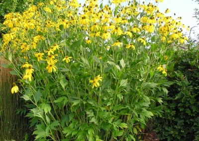 Rudbeckia Herbstonne