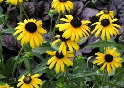 Rudbeckia Viettes Little Suzie