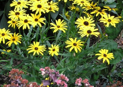 Rudbeckia Viettes Little Suzie