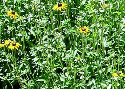 Rudbeckia fulgida