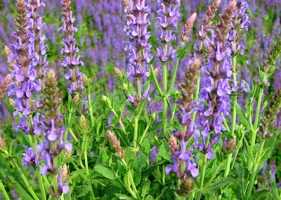 Salvia Blue Hill