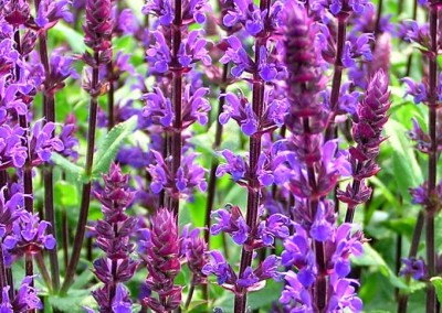 Salvia Caradonna