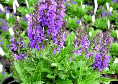 Salvia Marcus