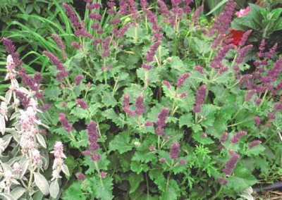 Salvia Purple Rain