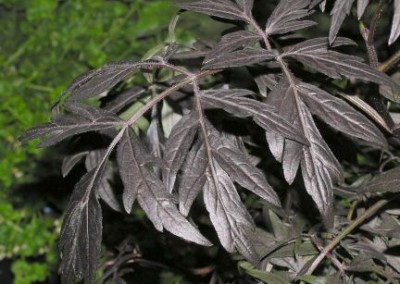 Sambucus Black Lace