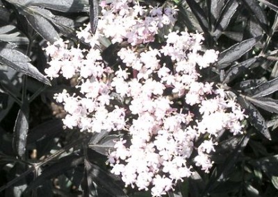 Sambucus Black Lace