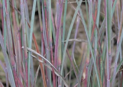 Schizachrium The Blues