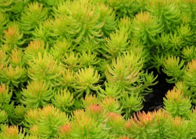 Sedum Angelina