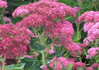 Sedum Autumn Joy