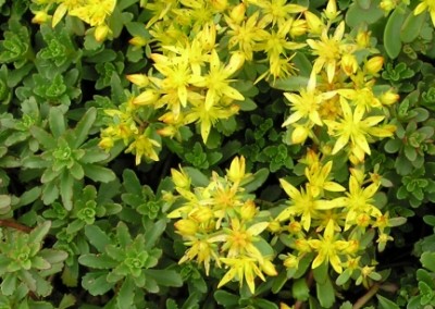 Sedum Bailey's Gold