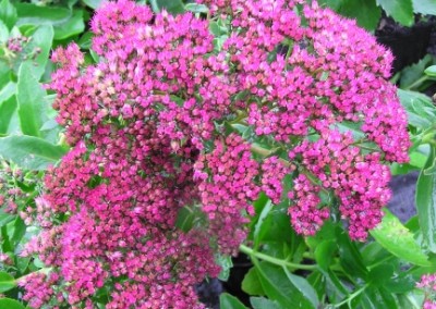 Sedum Carl