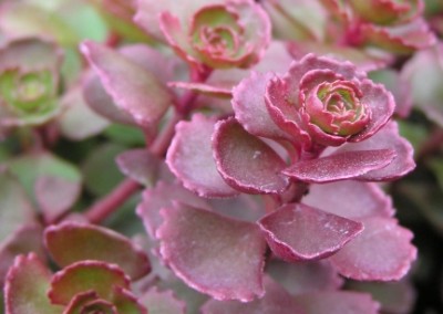 Sedum Fulda Glow