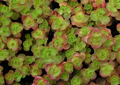 Sedum Fulda Glow