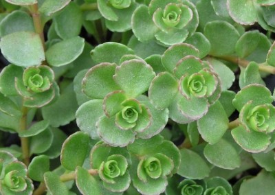 Sedum John Creech