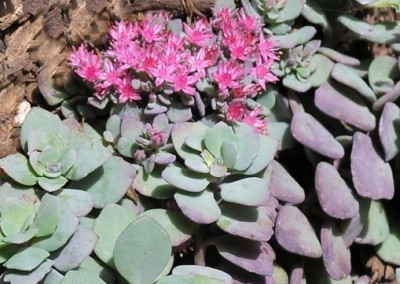 Sedum Lidakense