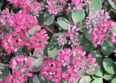 Sedum Rosy Glow